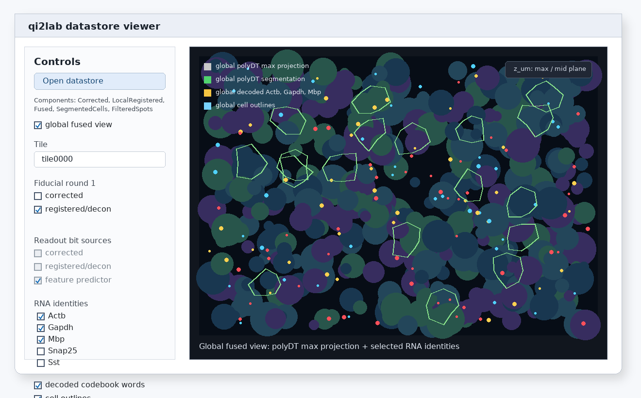 NDV global fused viewer showing polyDT projection, segmentation, selected RNA identities, and global cell outlines.